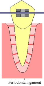 Drawing of a tooth and ligament